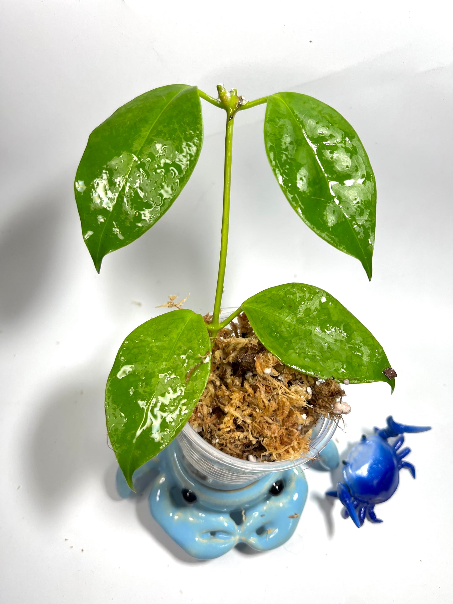 Hoya paziae - Unrooted