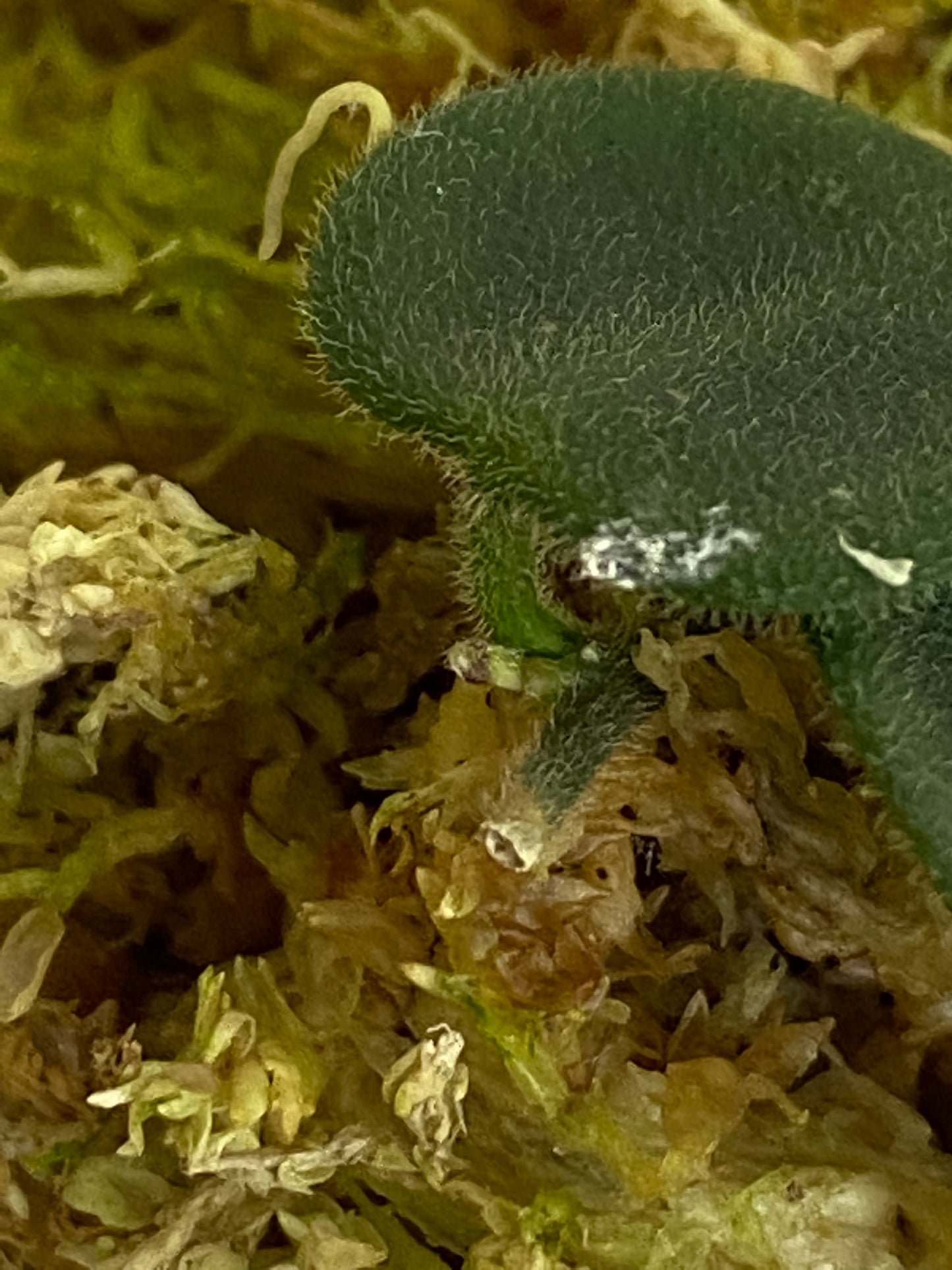 Hoya serpens with new growth