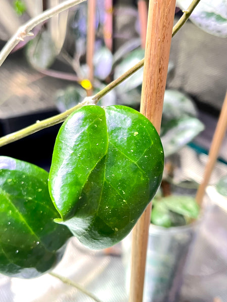 Hoya tha tum - fresh cut 1 node / 1 leaf - Unrooted