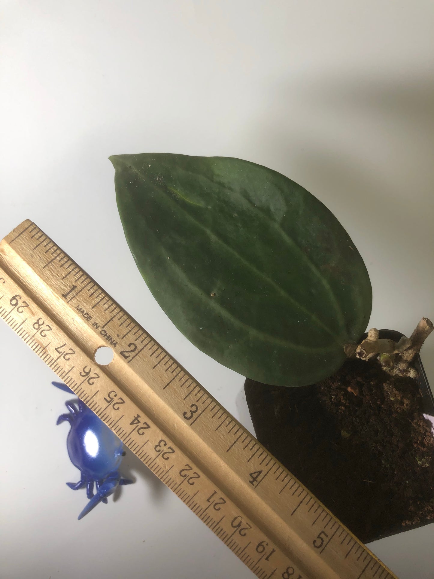 hoya polystachya - with new growth