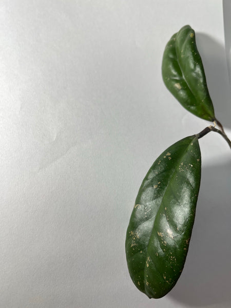 Hoya leoensis (viola x fuscomarginata) - 2 node, 2 leaves - Unrooted