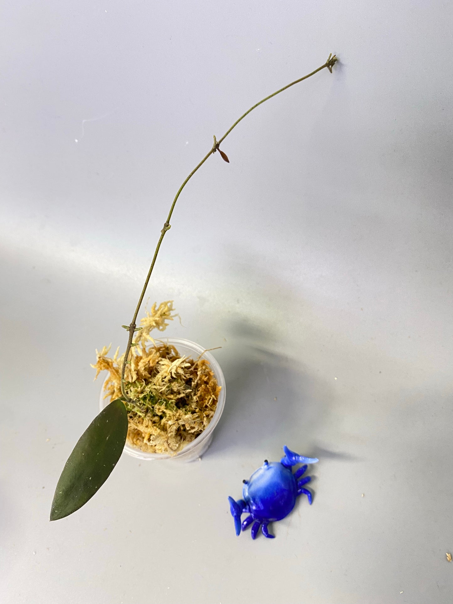 Hoya sabah dragonfly epc 960 - Unrooted