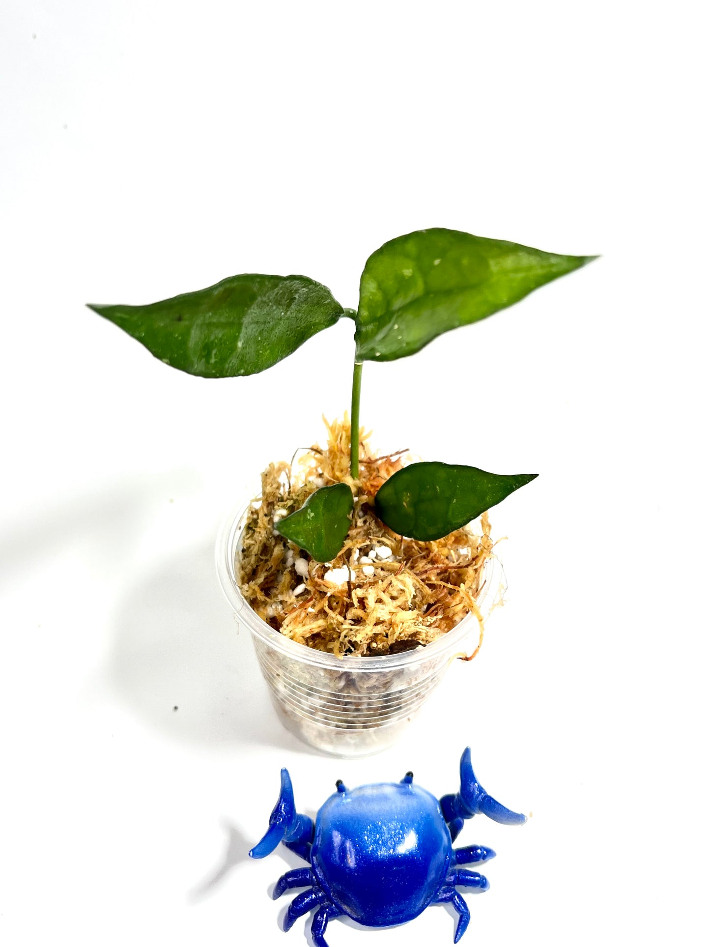 Hoya lacunosa big leaf - Unrooted