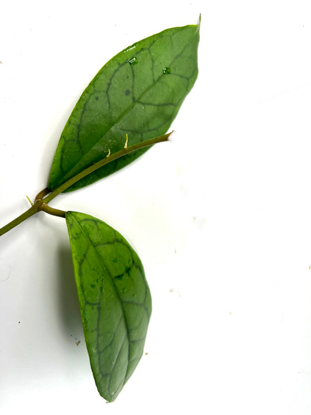 Hoya cv nui - 2 leaves / 1 node - Unrooted
