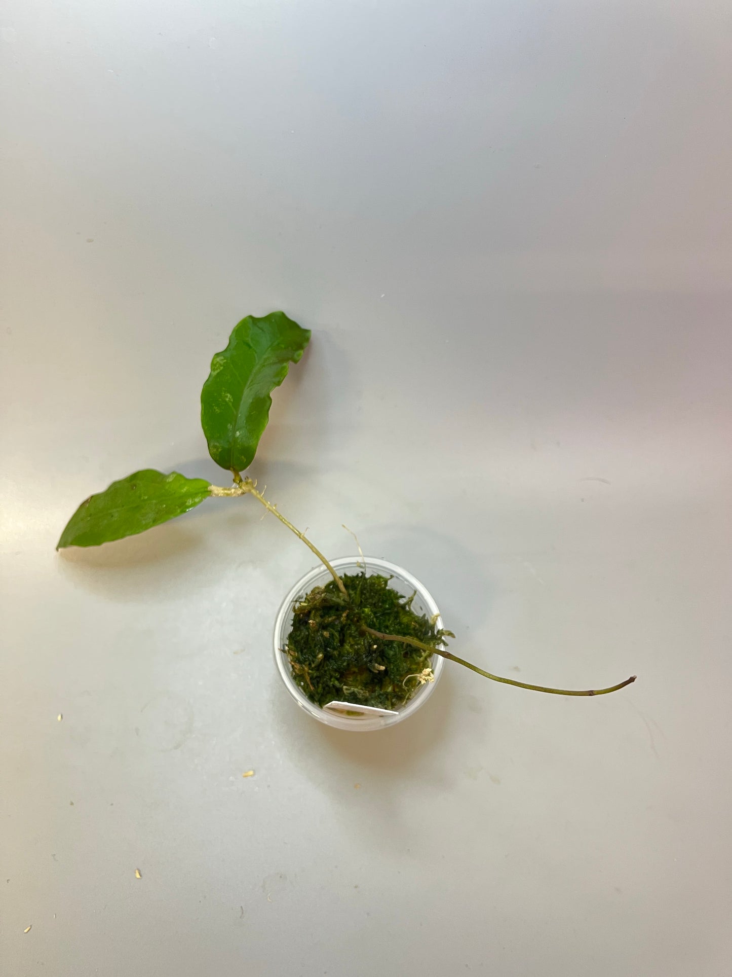 Hoya fauziana sp angulata - active growth