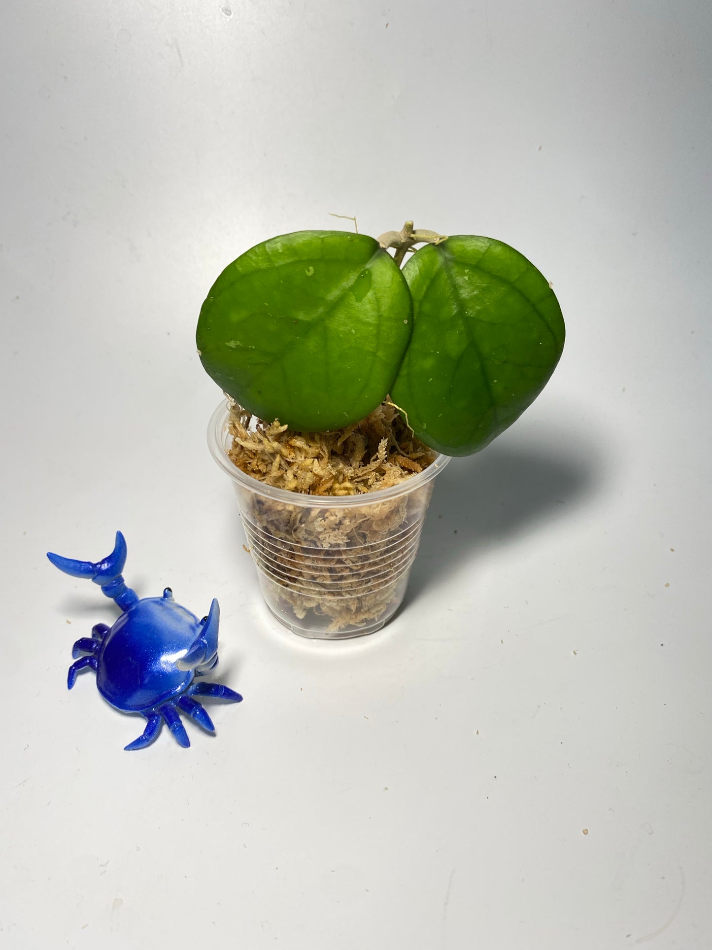 Hoya cv Ricardo - just starting to root