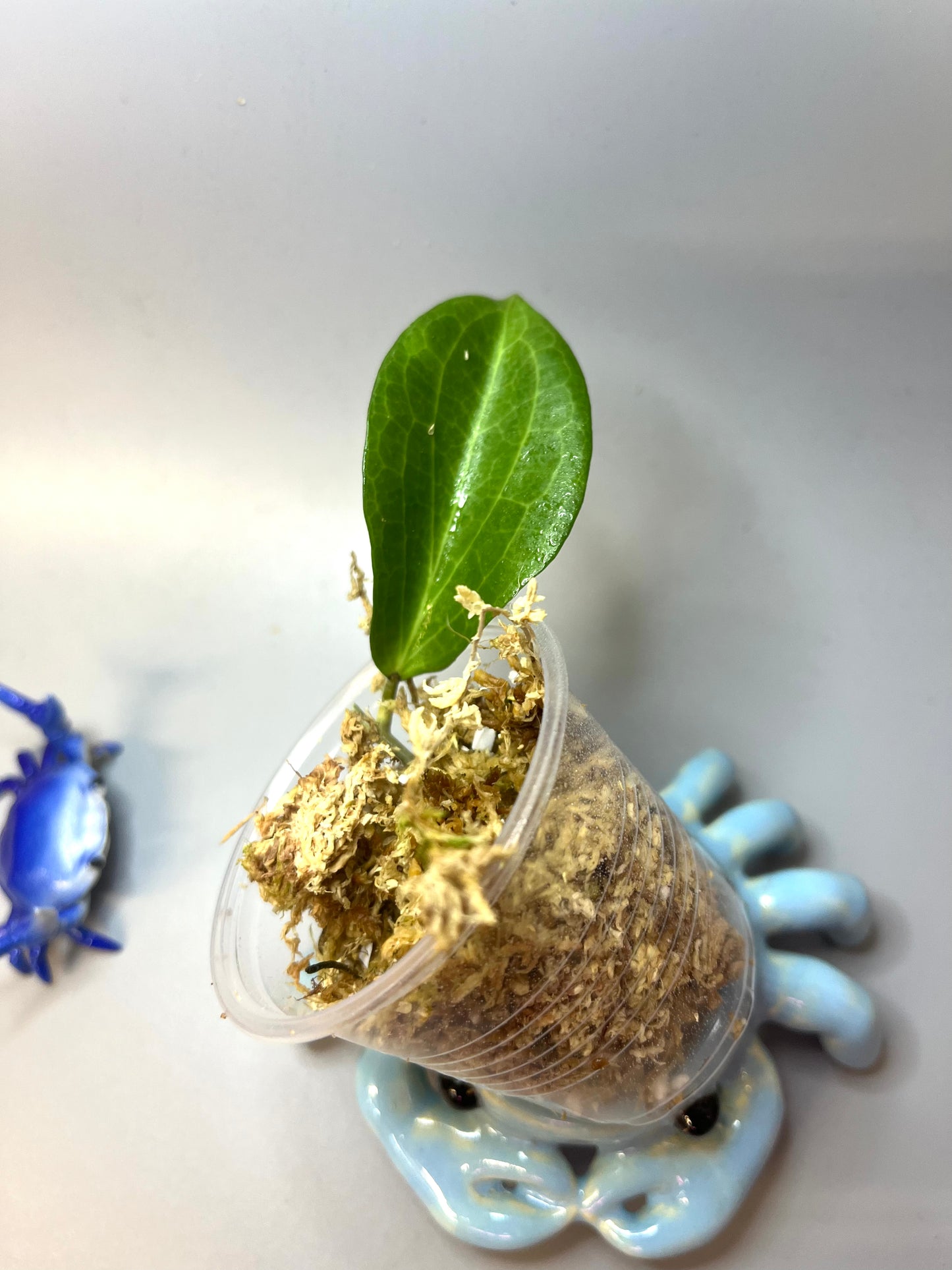 Hoya nicholsoniae - Unrooted