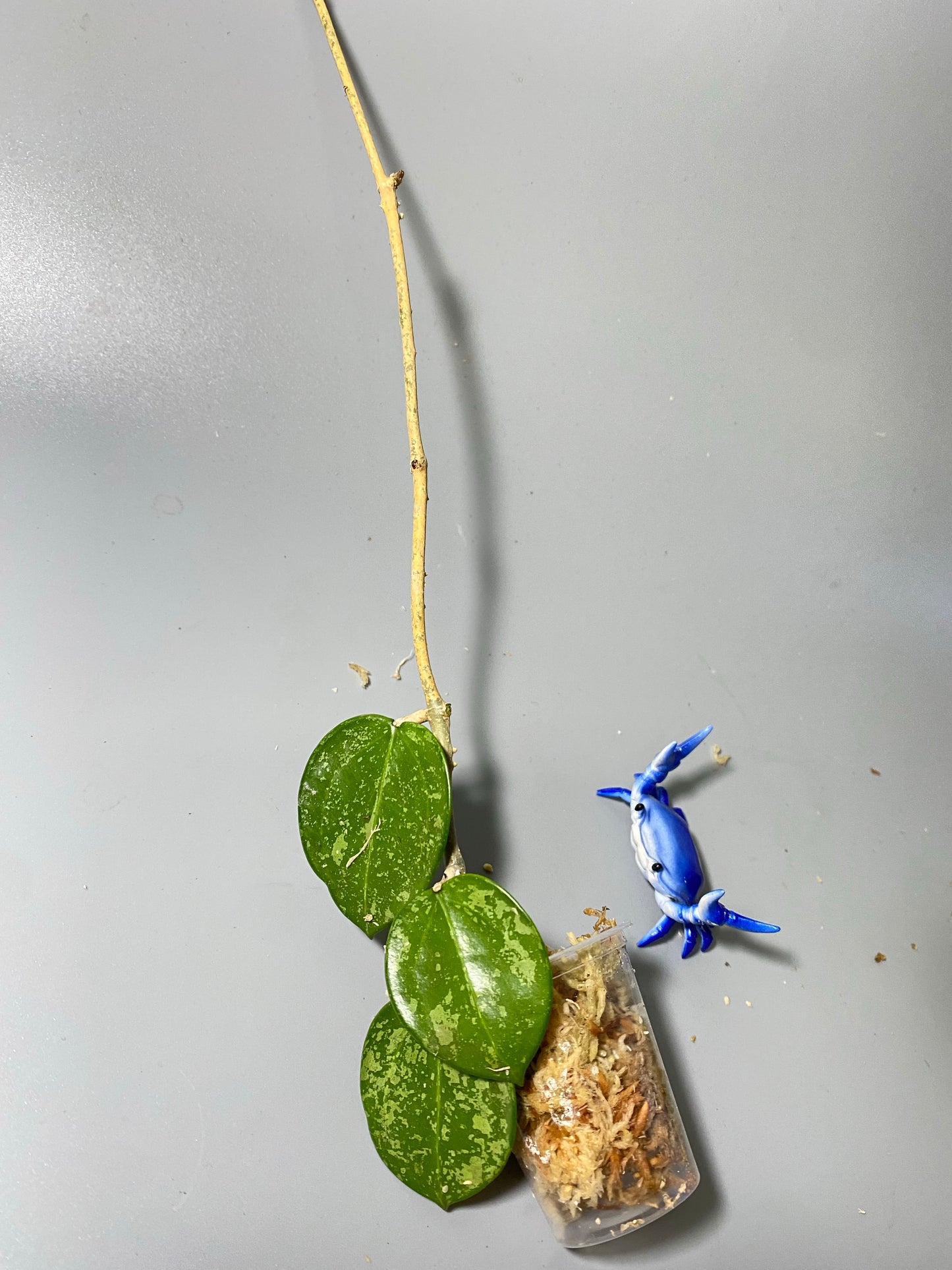 Hoya parasitica splash - unrooted