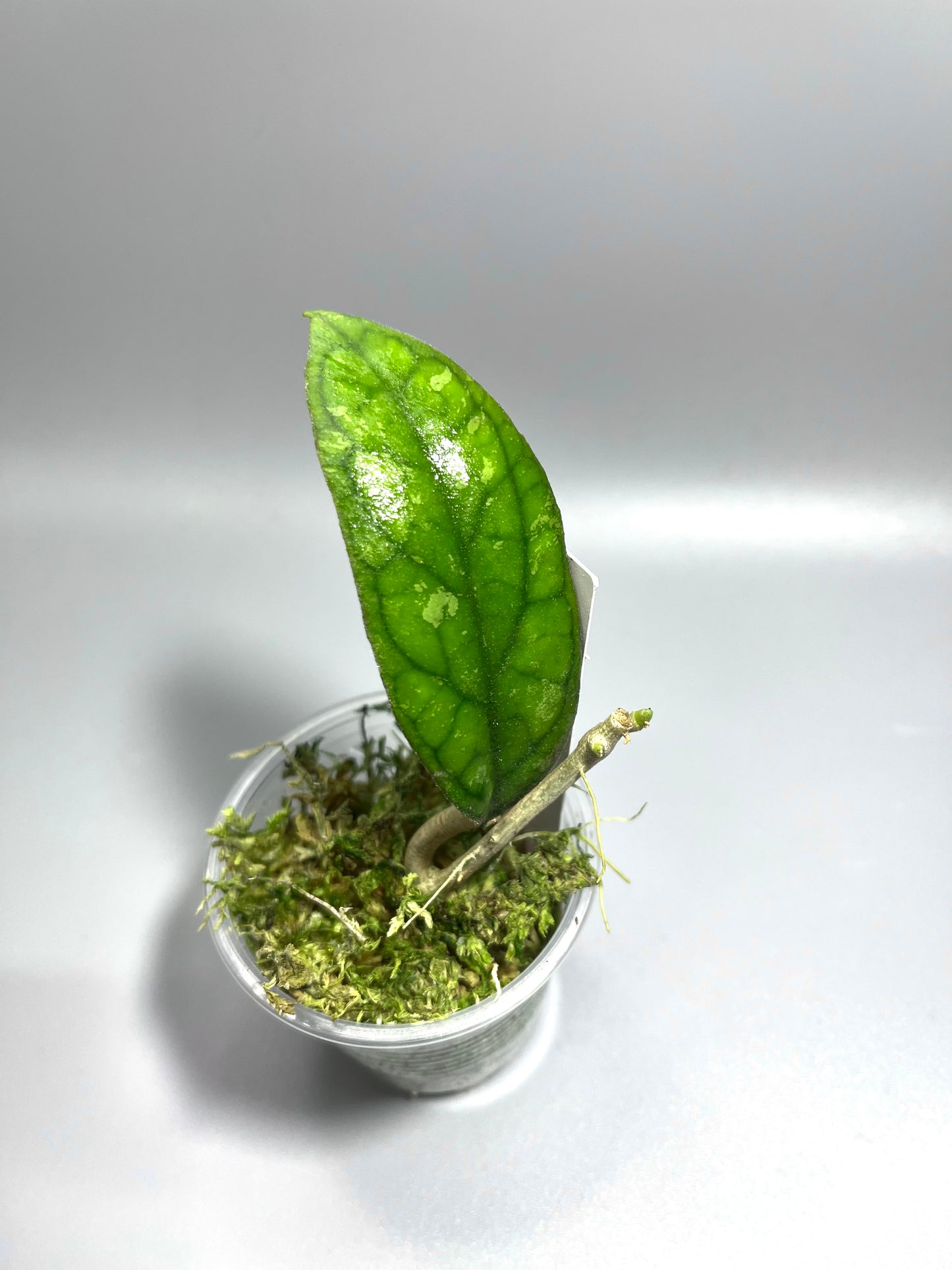 Hoya cv larisa splash - Unrooted