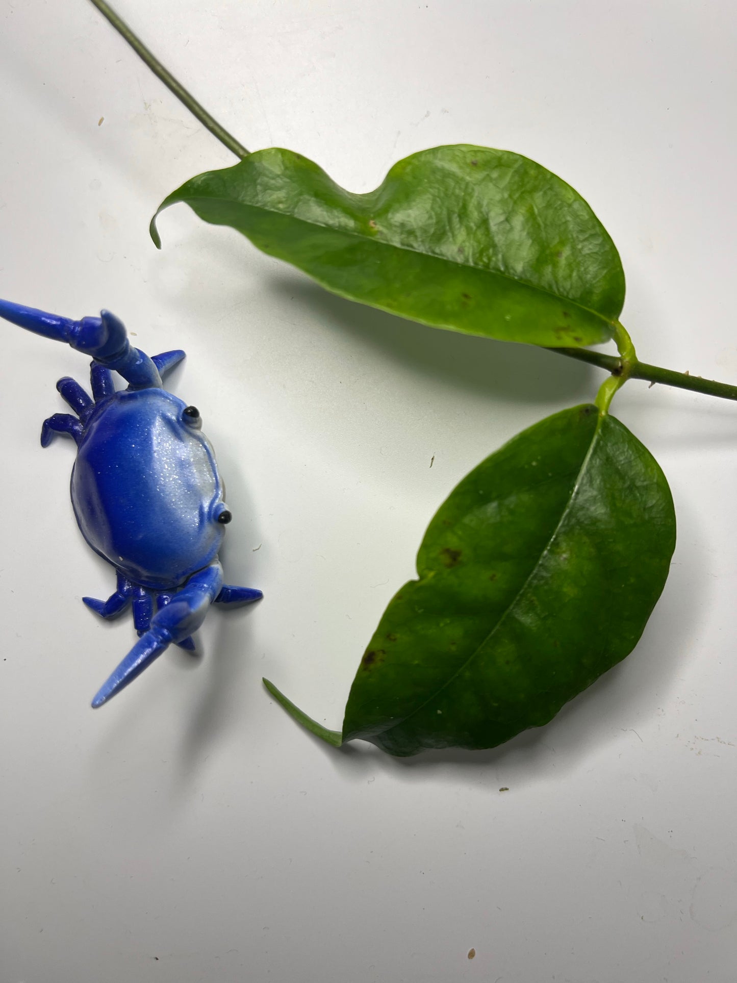 Hoya danumensis - fresh cut 1 node - Unrooted.