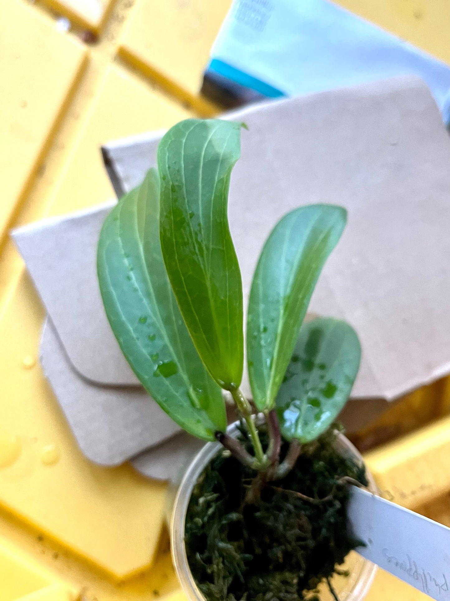 Hoya sp Philippines - Unrooted