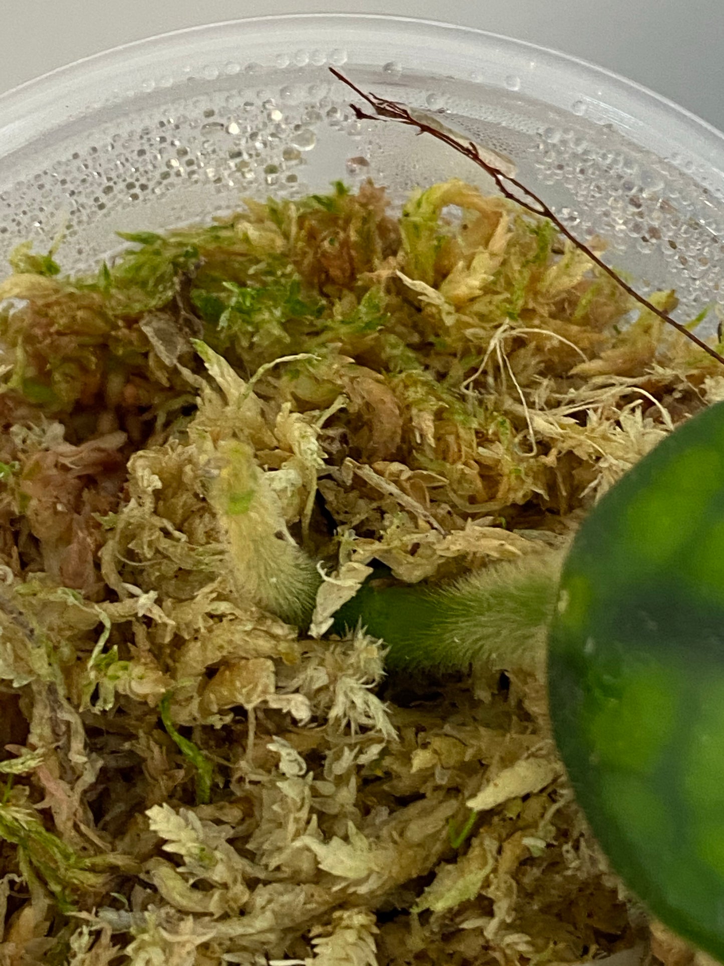 Hoya villosa - rooted