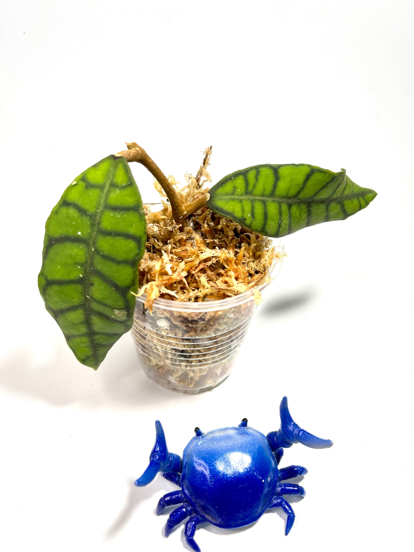 Hoya callistophylla - Unrooted