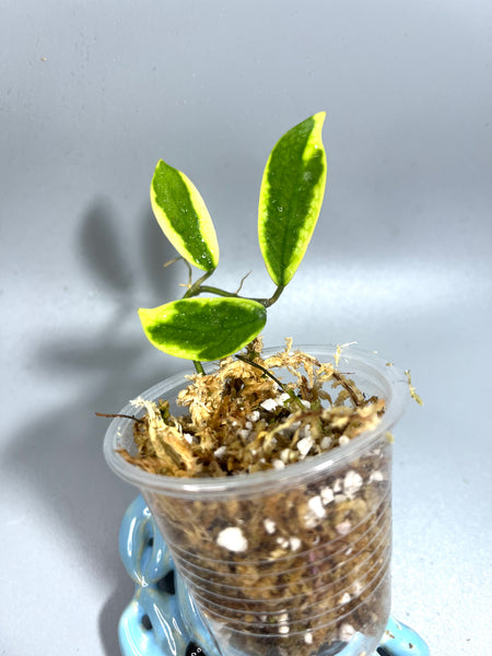 Hoya diversifolia albomarginata - unrooted