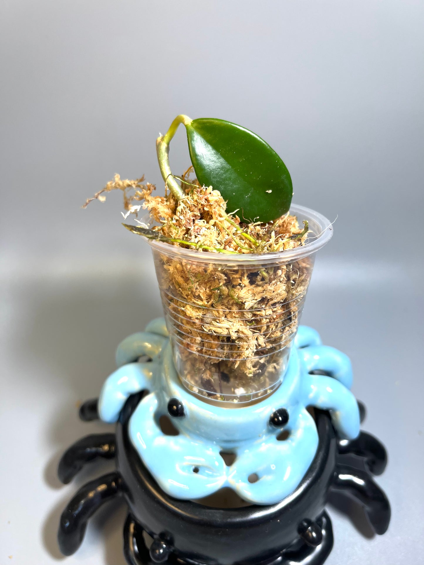 Hoya UT-036 West Timor - Unrooted