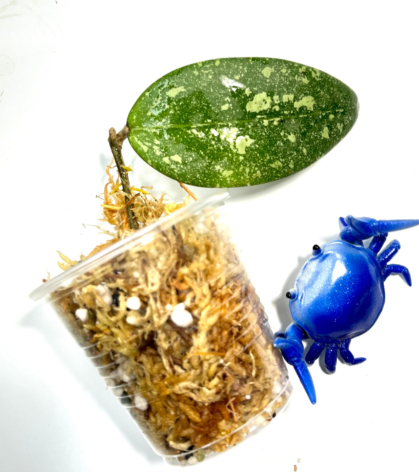 Hoya aff Verticillata vietnam - unrooted