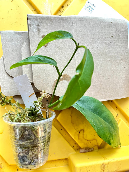 Hoya subcalva - active growth