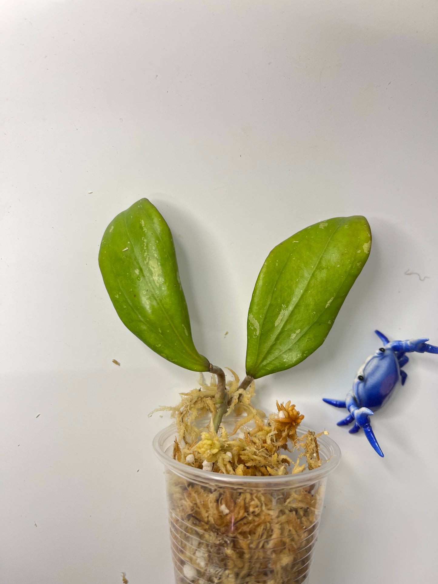 Hoya Rigida Nakhon - unrooted