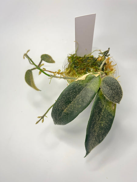 Hoya sp thomsonii - active growth