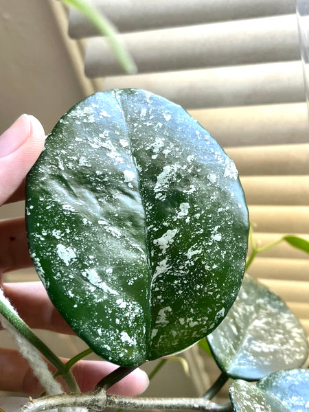 Hoya carnosa freckles splash - fresh cut - 1 leaf - unrooted