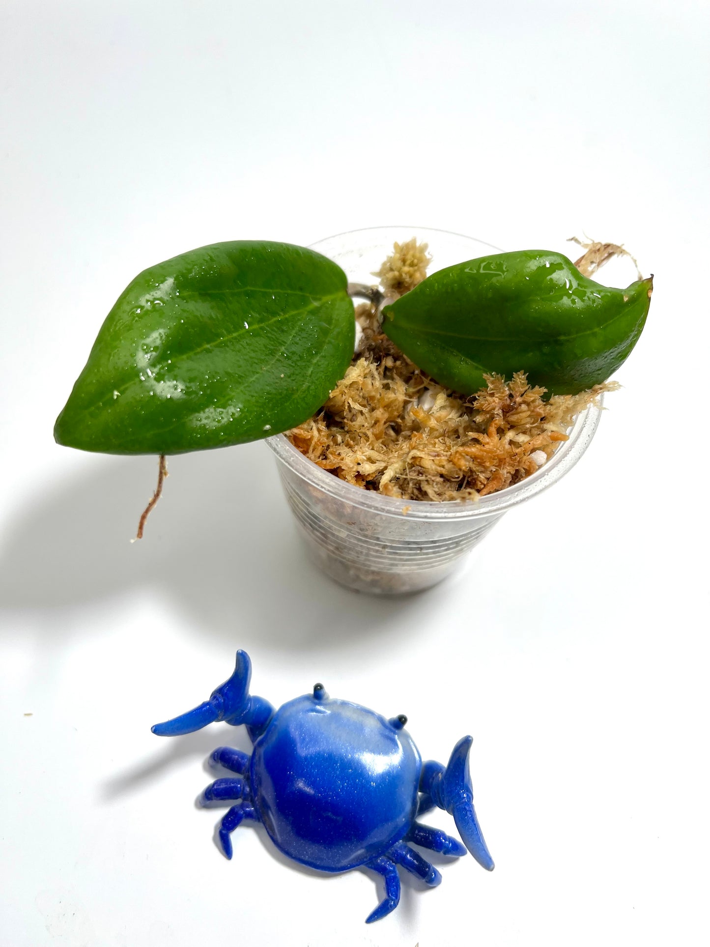 Hoya fitchii x unknown - Unrooted