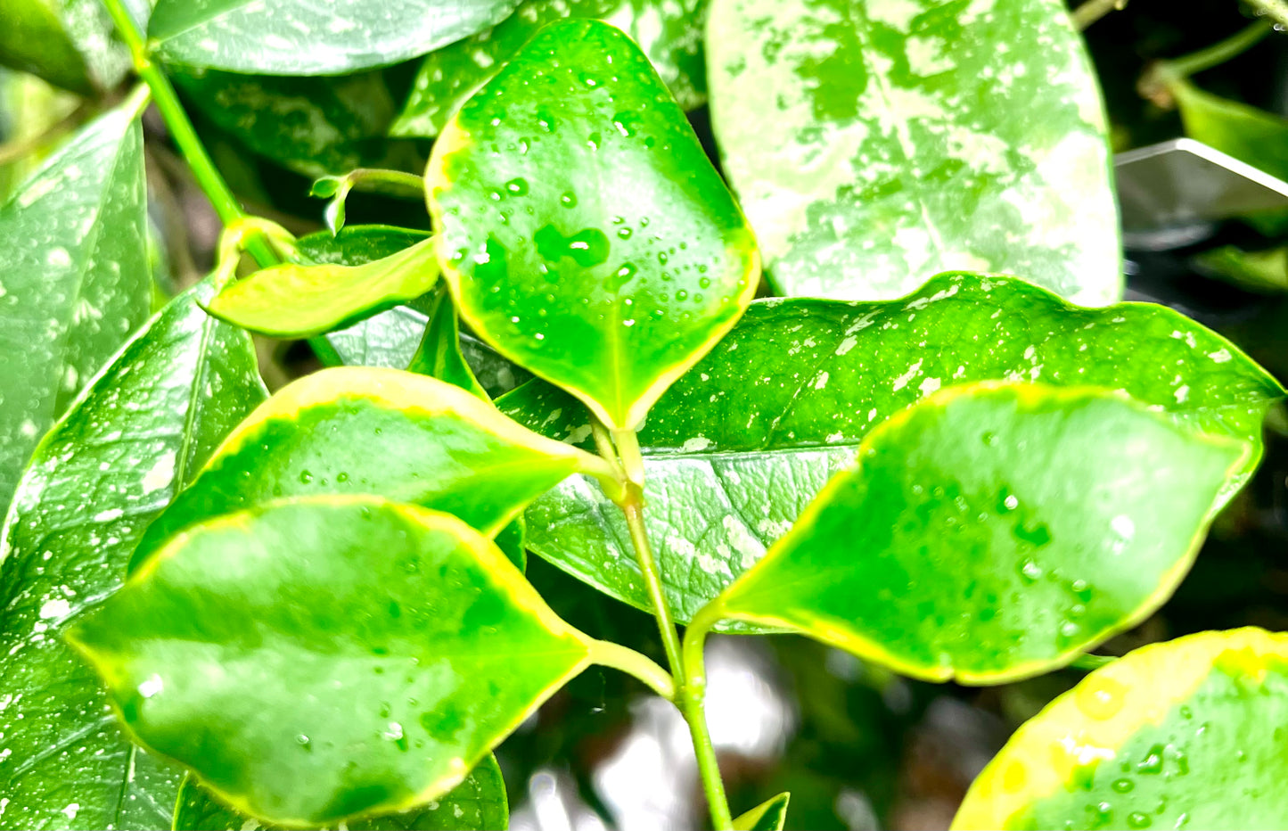 Hoya heuschkeliana albomarginata - Unrooted