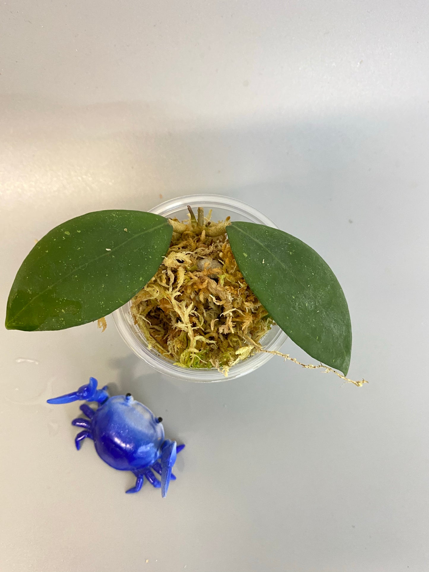 Hoya erythrostemma - big pink - active growth