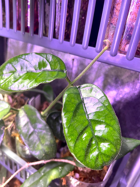 Hoya villosa cao dang / Cao bang- fresh cut - unrooted