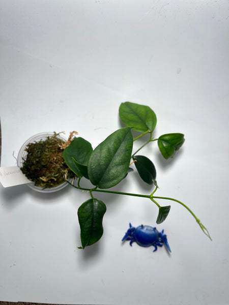 Hoya chewiorum  - active growth