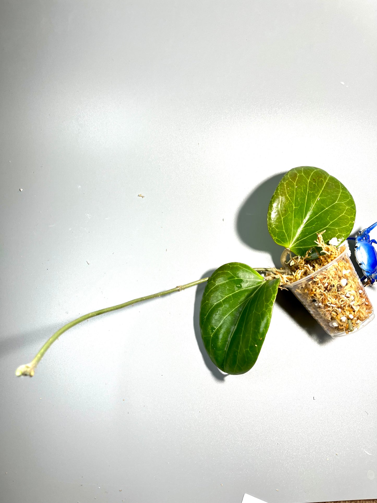 Hoya sp png sv 432 - Unrooted