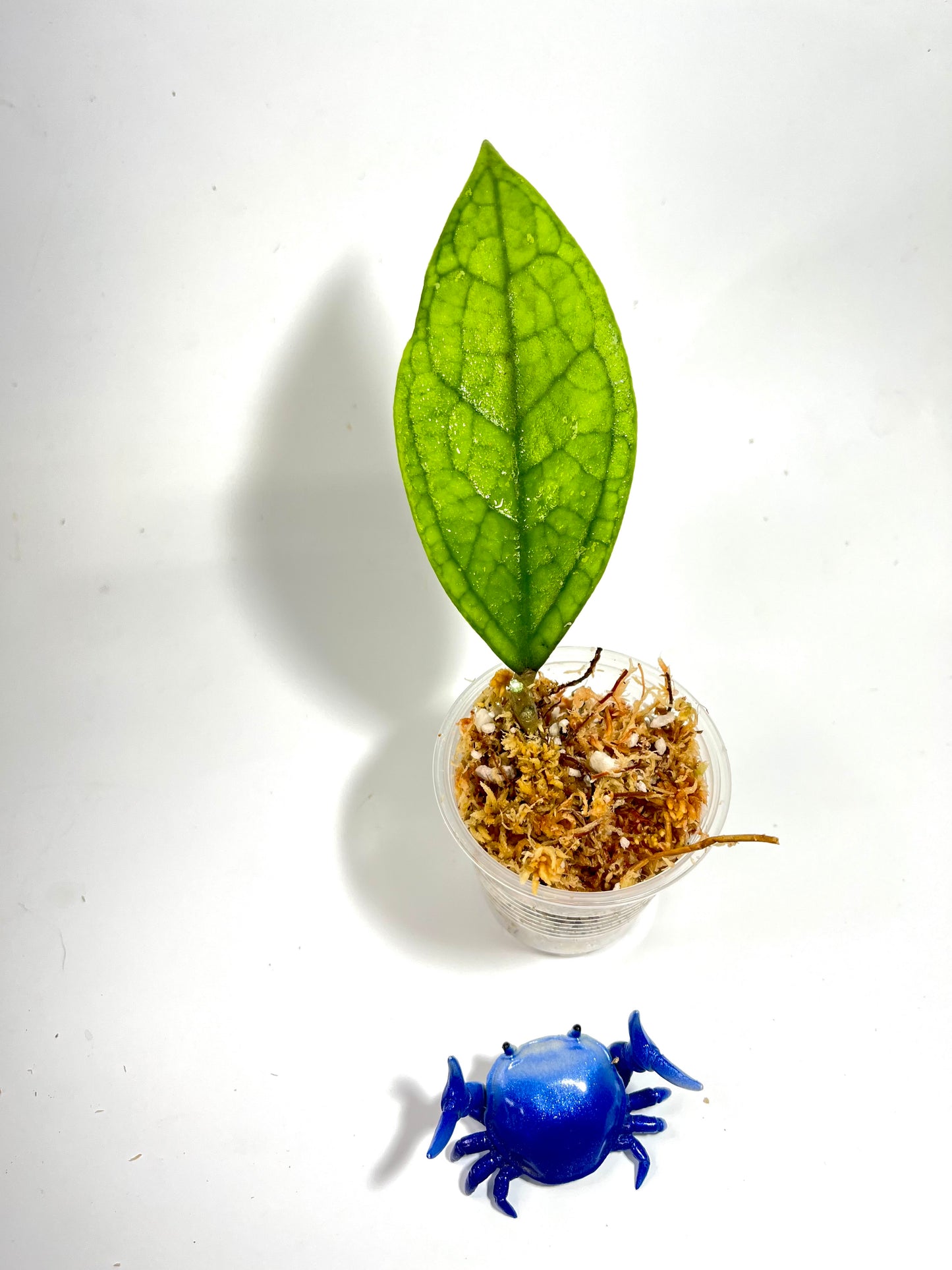 Hoya sp Germany - Unrooted