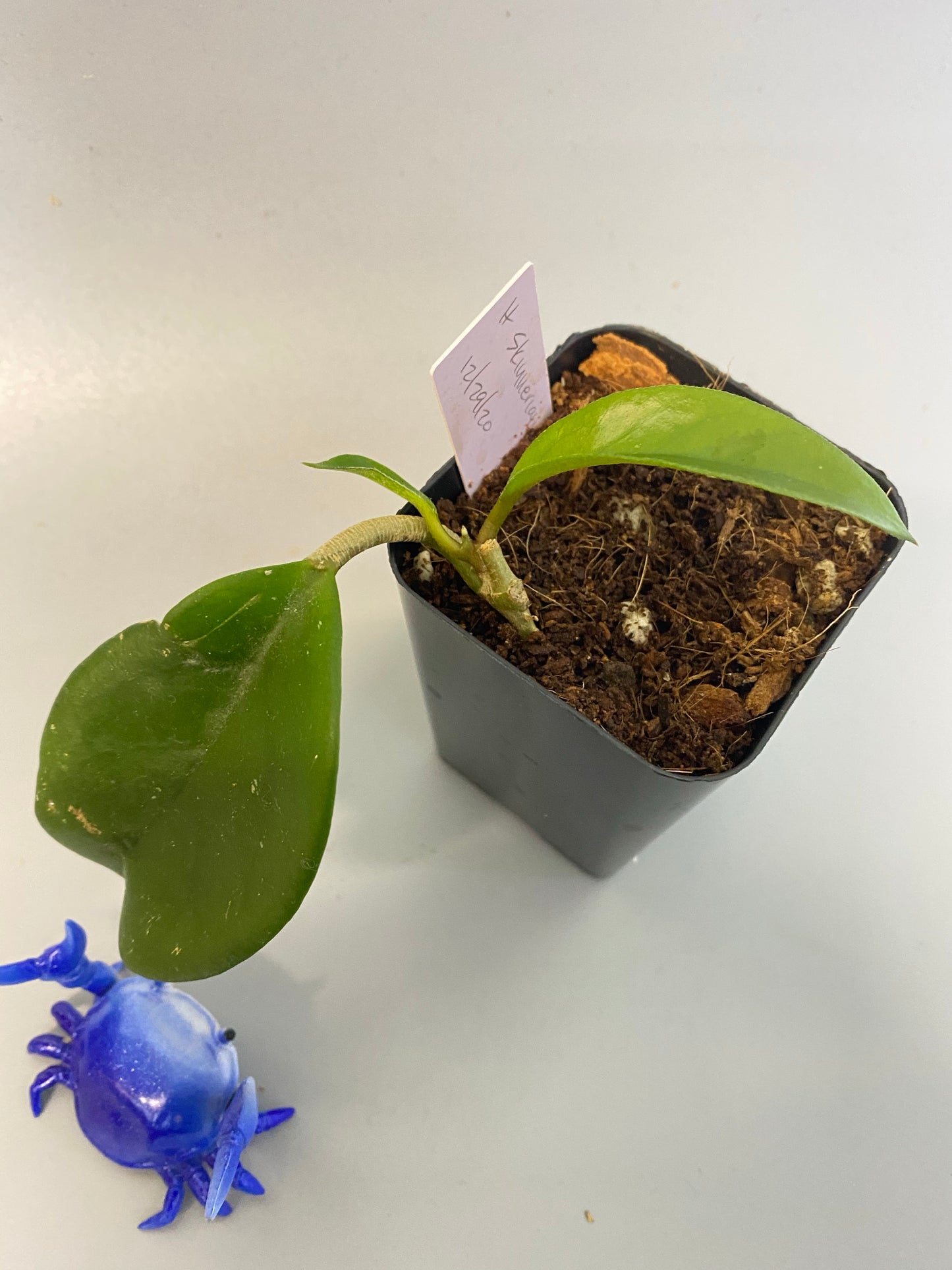 Hoya skinneriana with new growth.