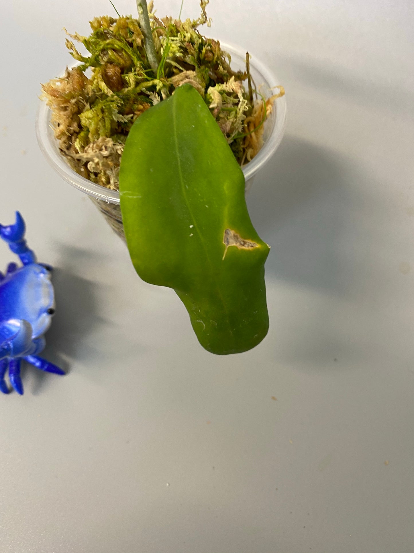 Hoya cagayanensis - rooted