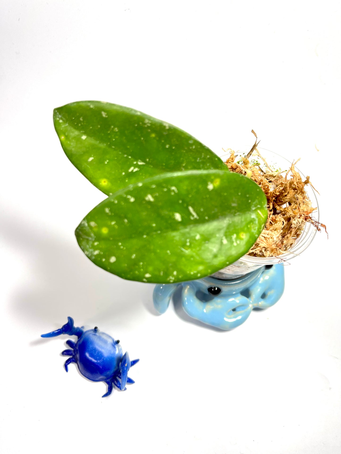 Hoya ‘wildflower’ - has some roots