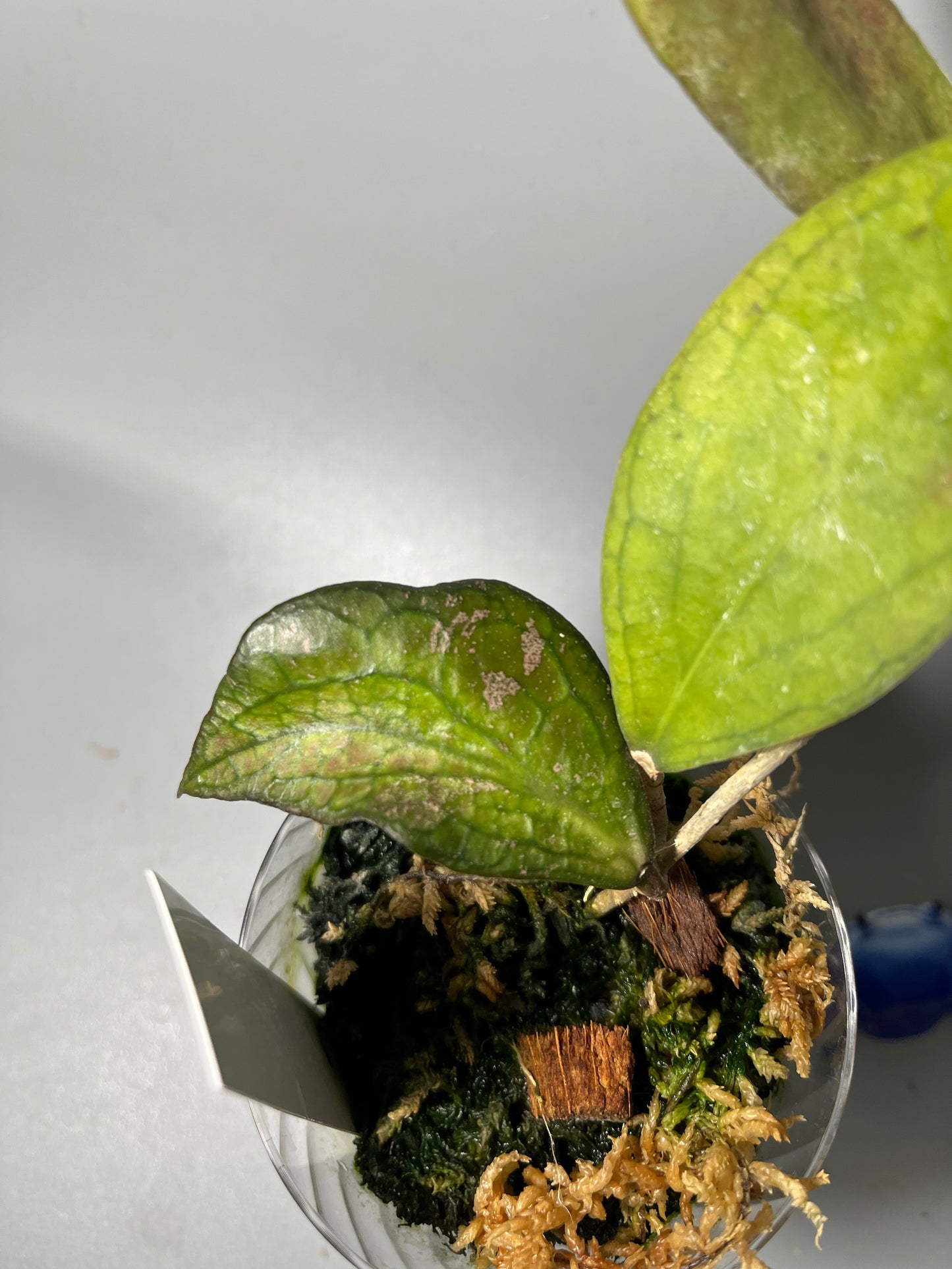 Hoya tequila sunrise - has roots