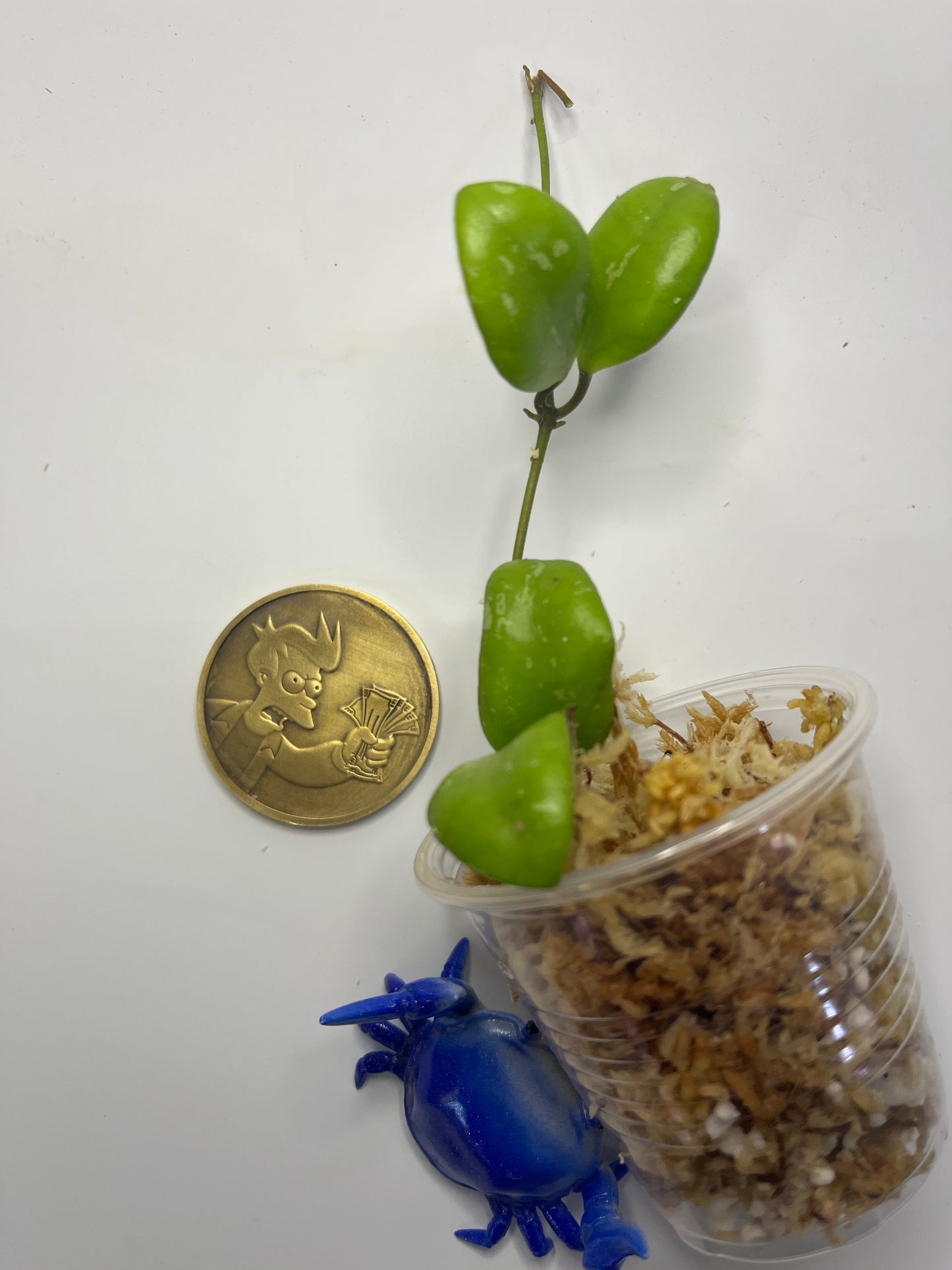 Hoya brevialata splash - Unrooted