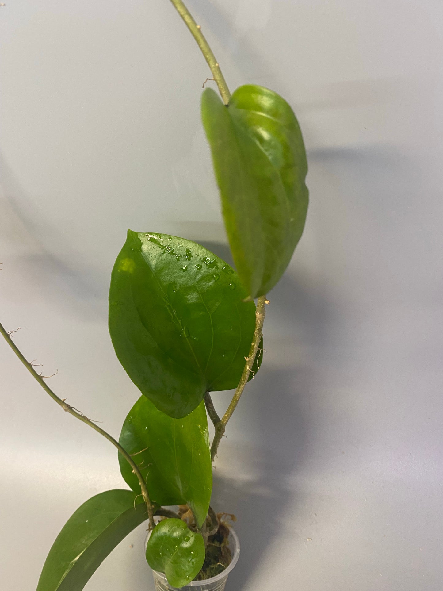 Hoya surigaoensis - has roots