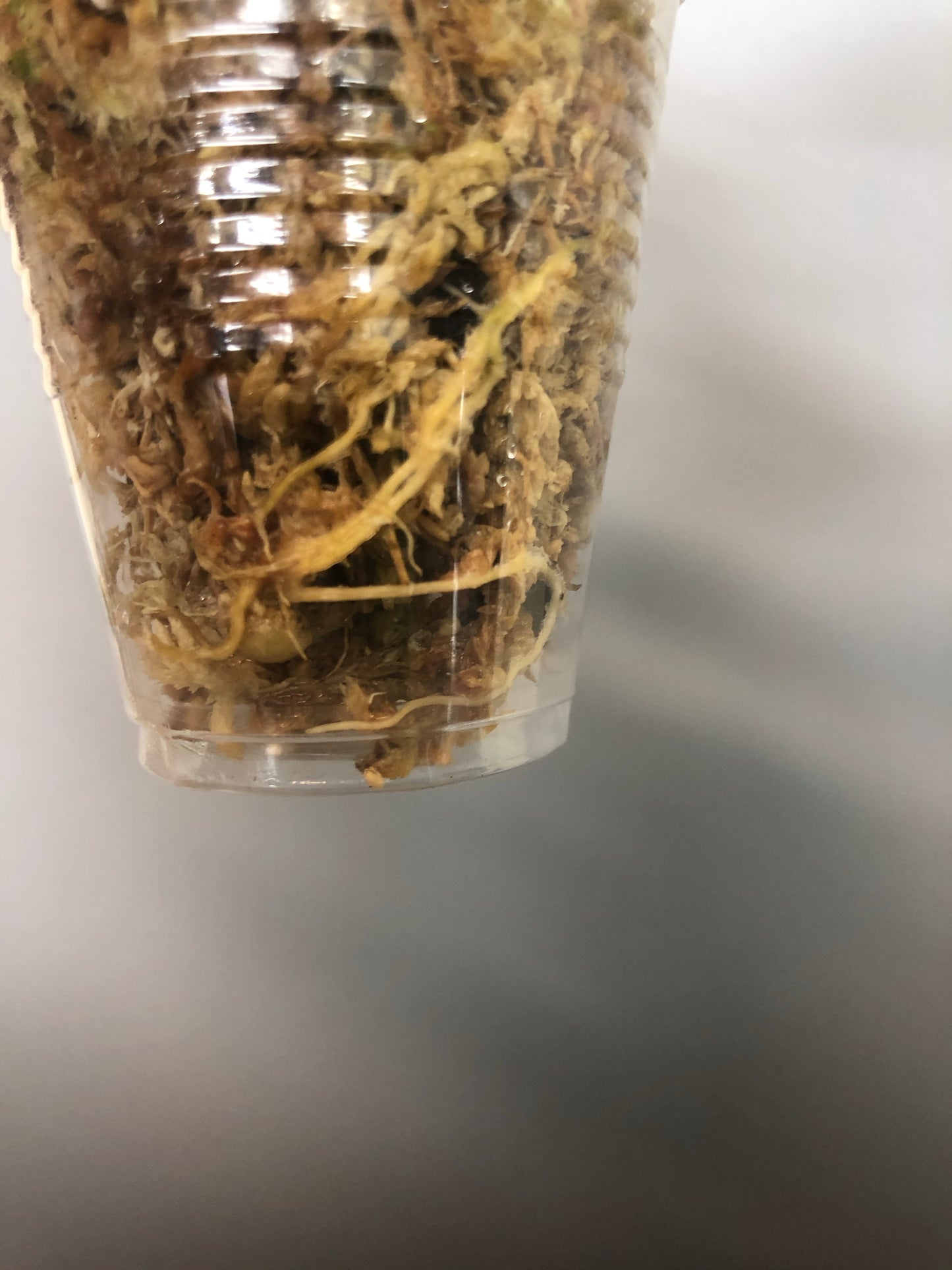 Hoya viola (deykeae x vitellina)