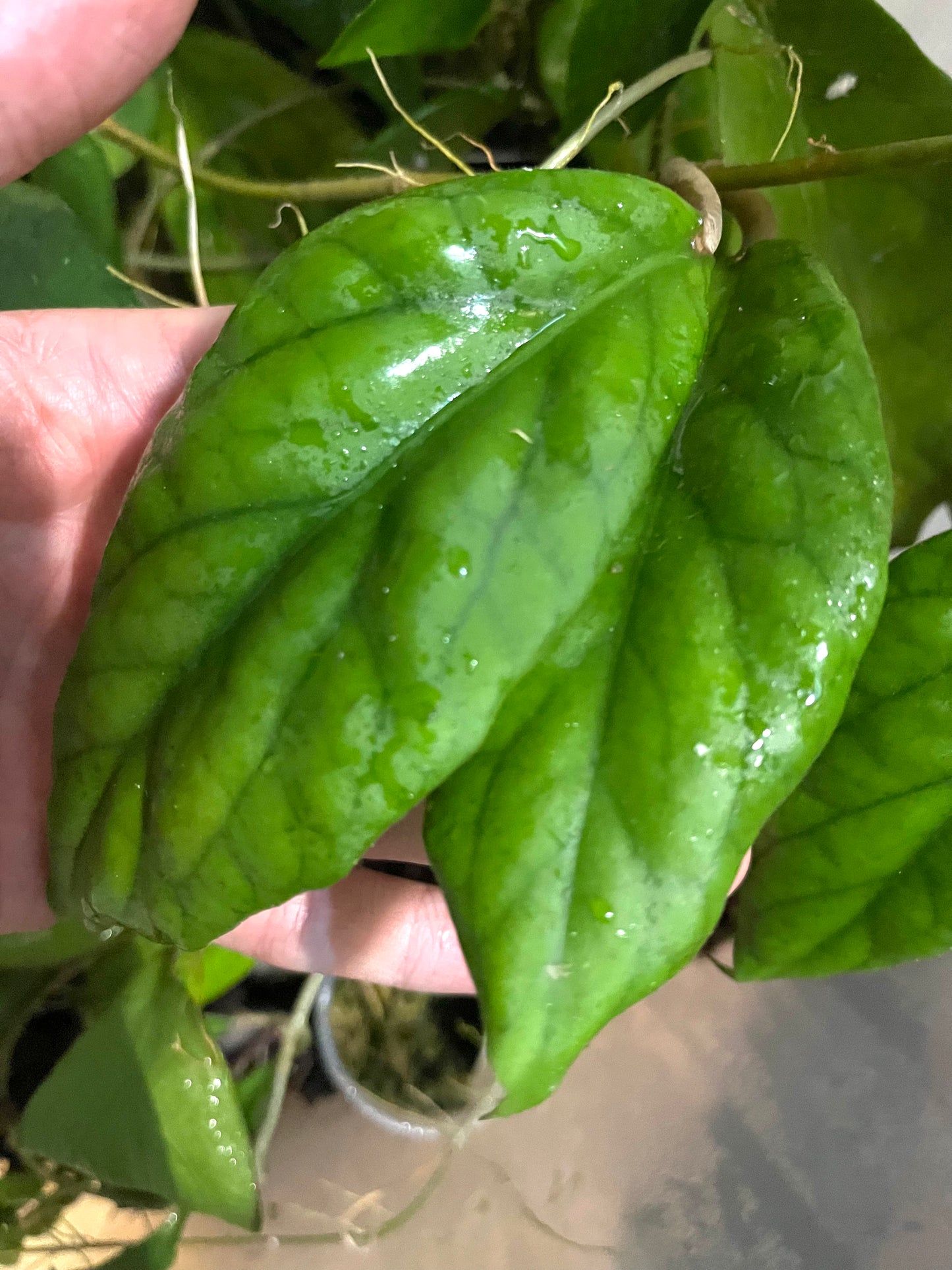 Hoya vitellinoides - Unrooted