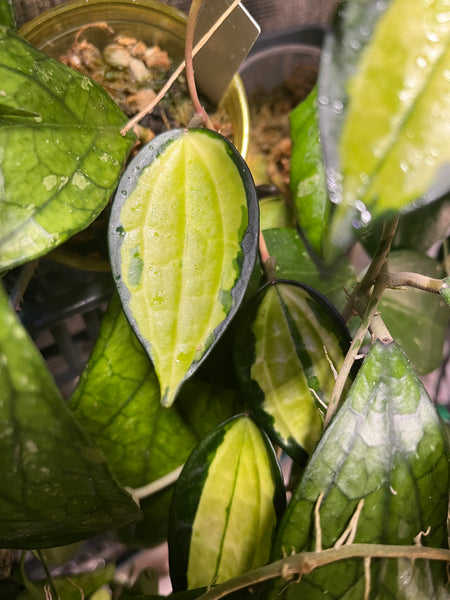 Hoya macrophylla pot of gold - 1 node-1 leaf - Unrooted