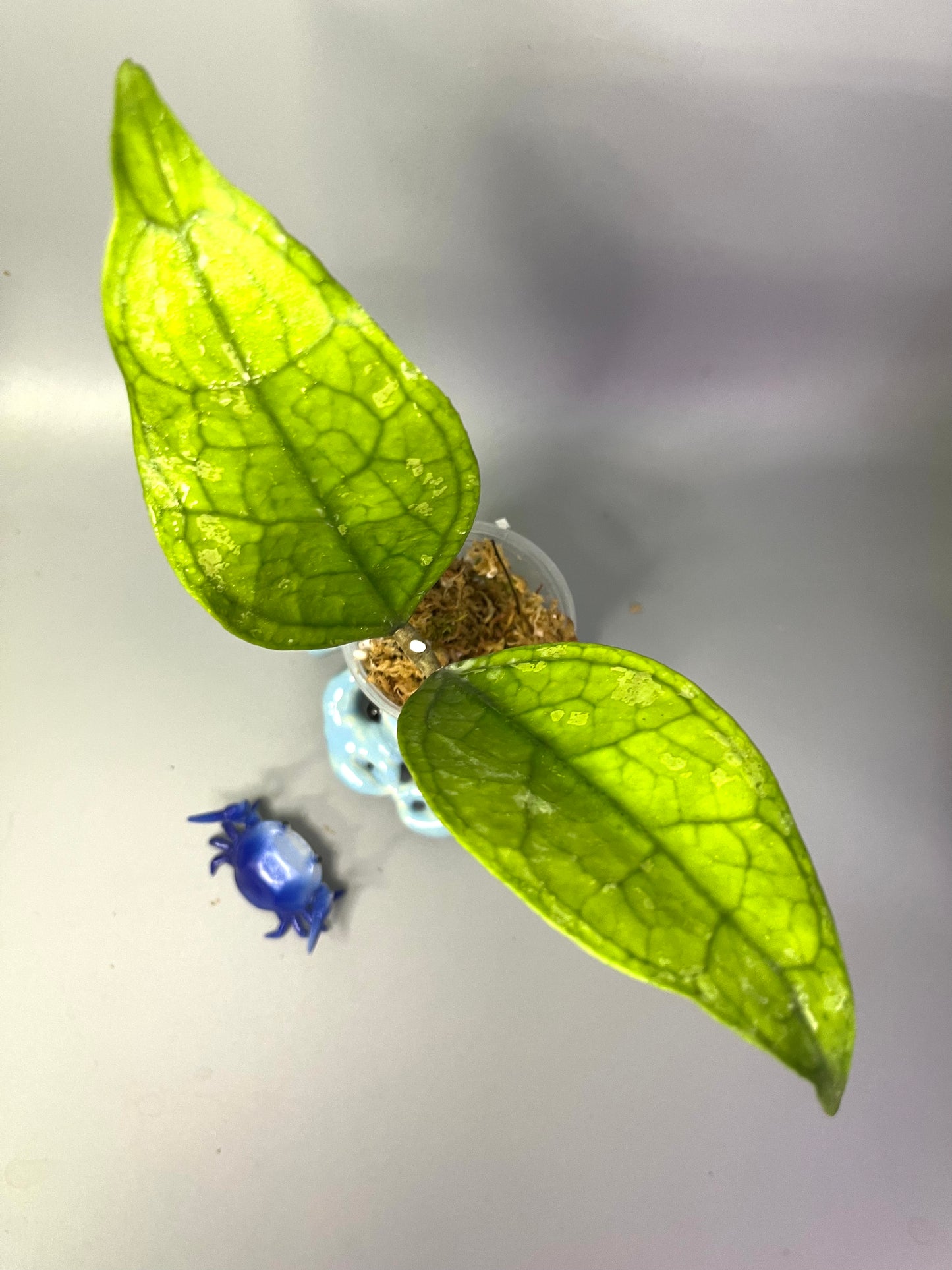 Hoya sp Germany - Unrooted