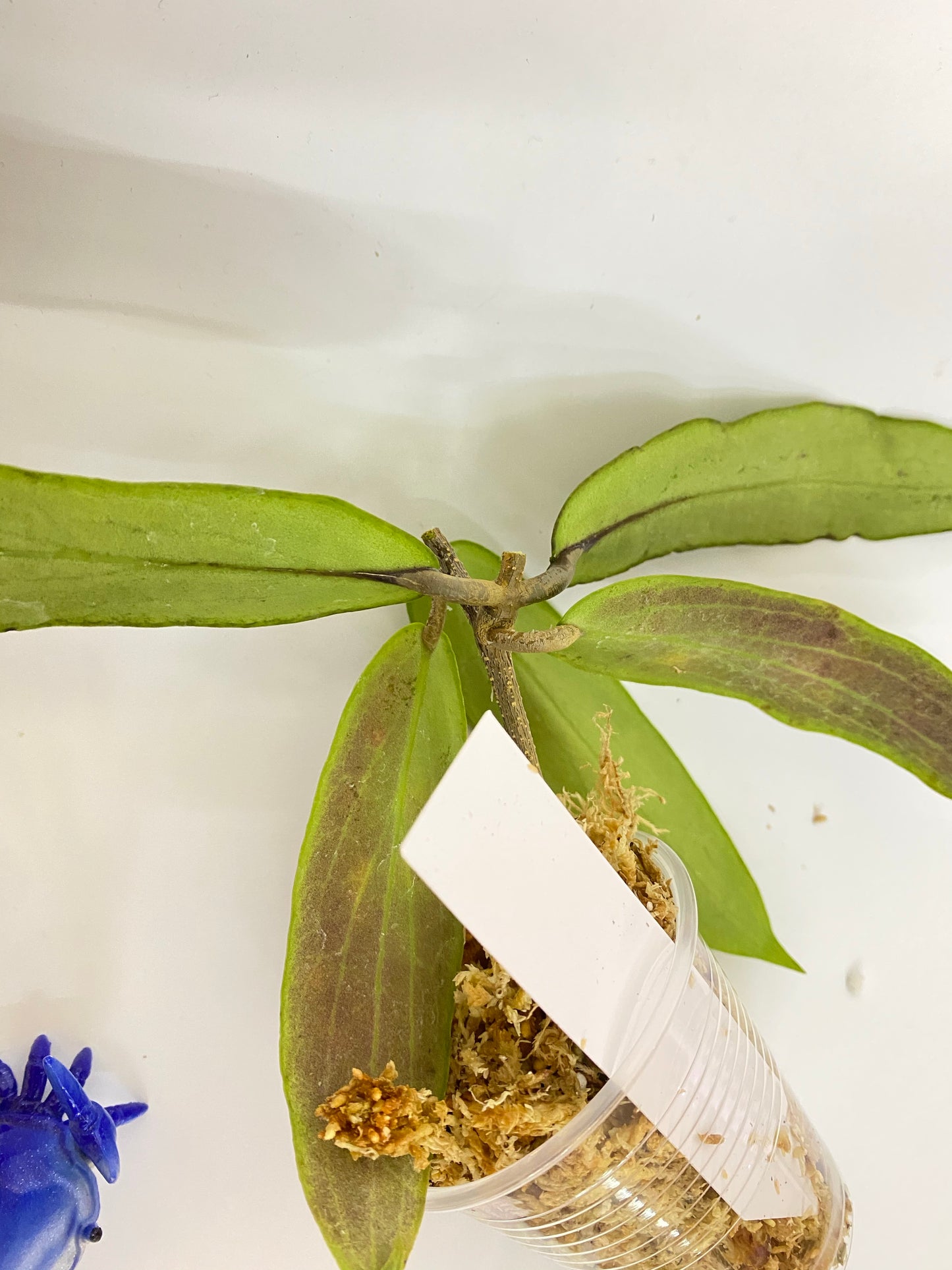 Hoya bordenii - starting my to root