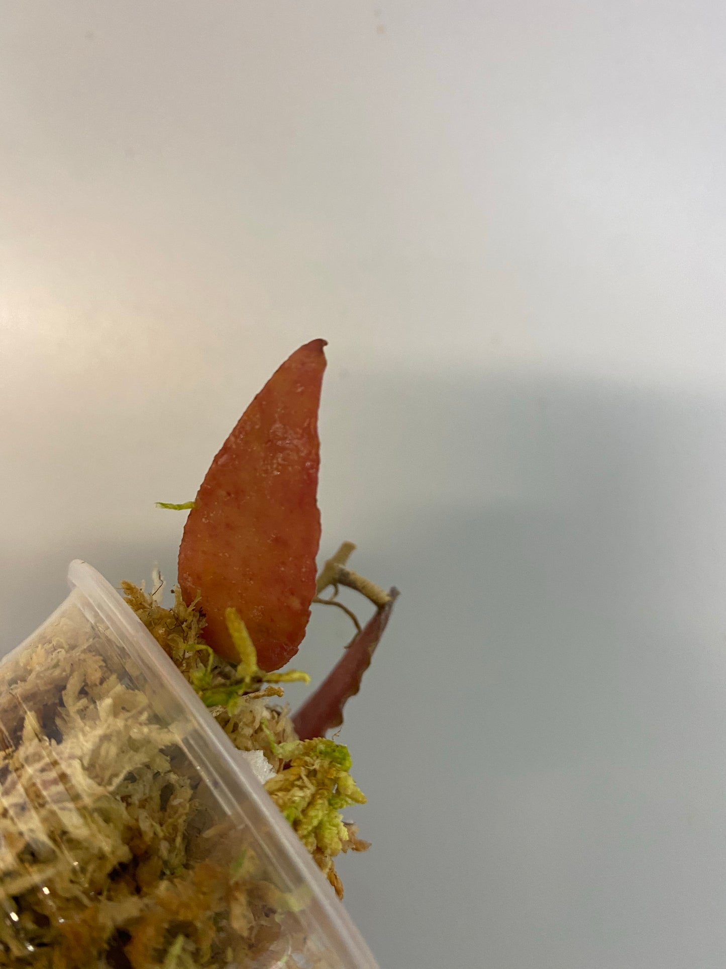 Hoya caudata Sumatra - just starting to root