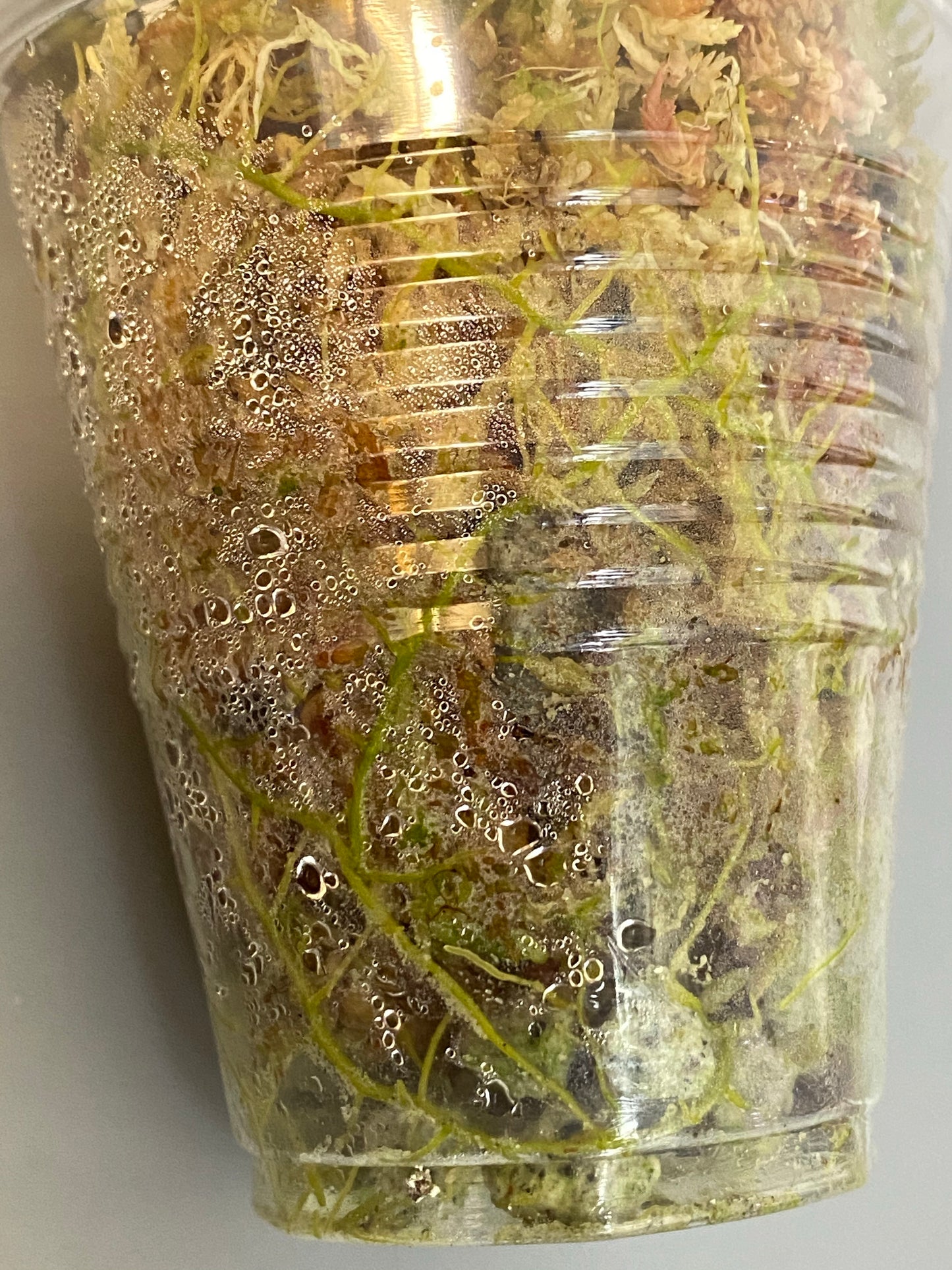 Hoya Patricia - Darwinii x Elliptica - has active growth