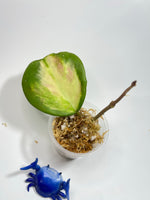 Hoya obovata variegated splash - Unrooted