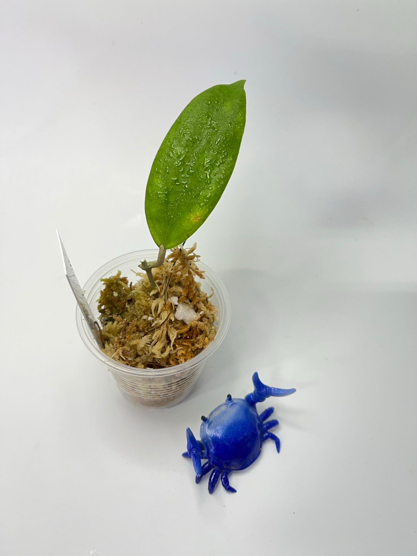 Hoya surisa (nicholsoniae x cv golden eye) - unrooted