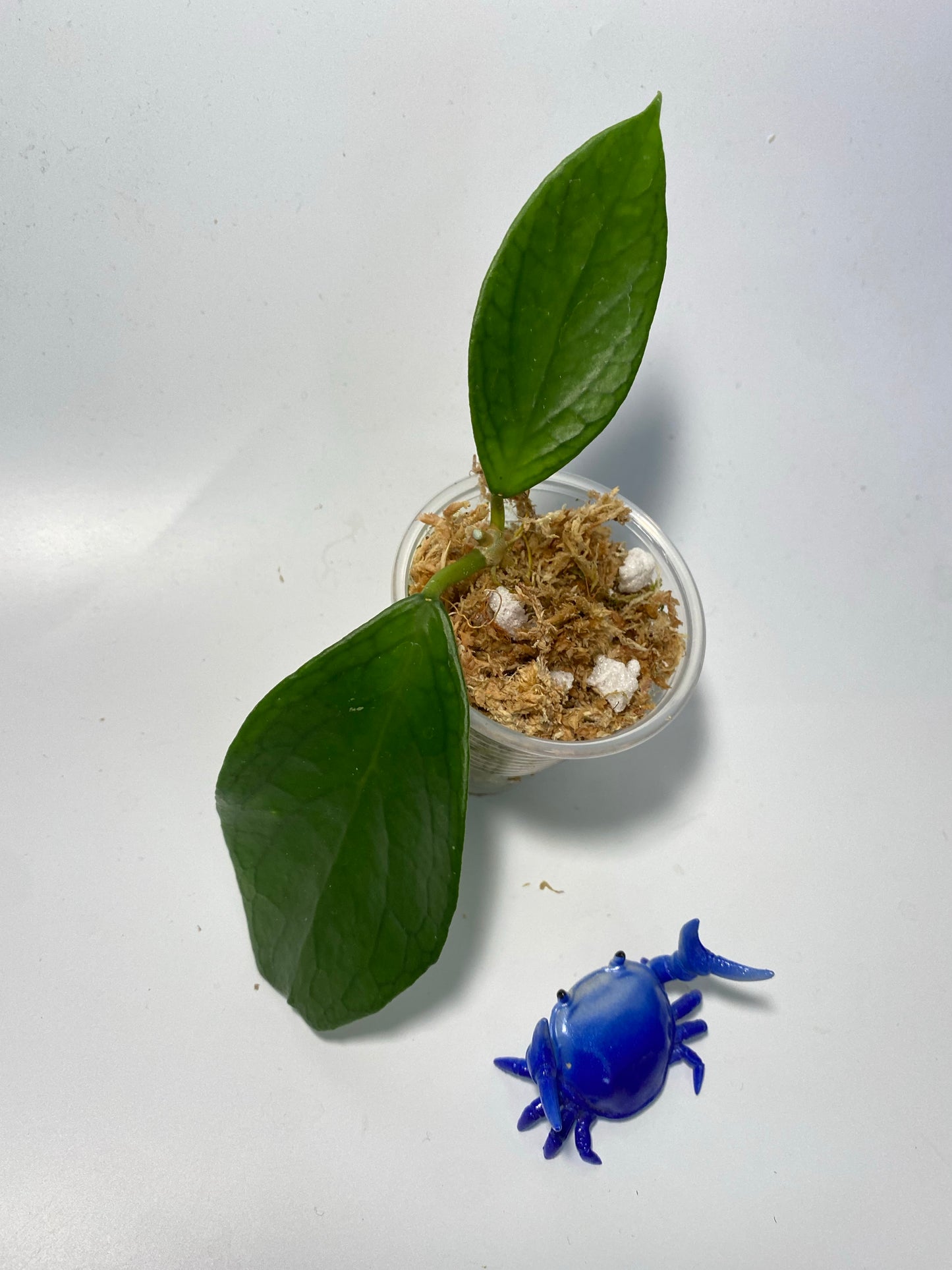 Hoya sp UT-038 Flores island - starting to root