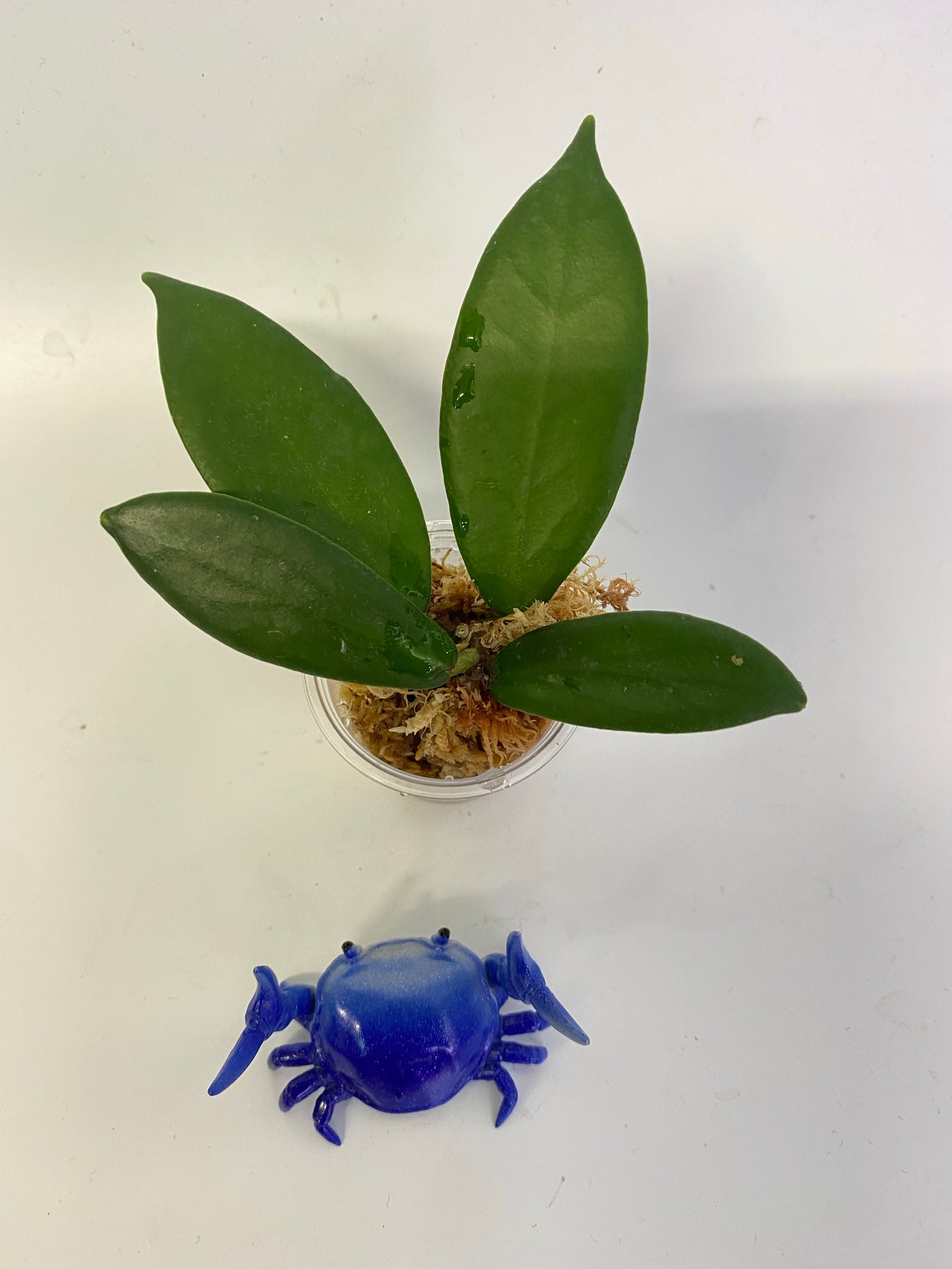 Hoya patella white - has some roots