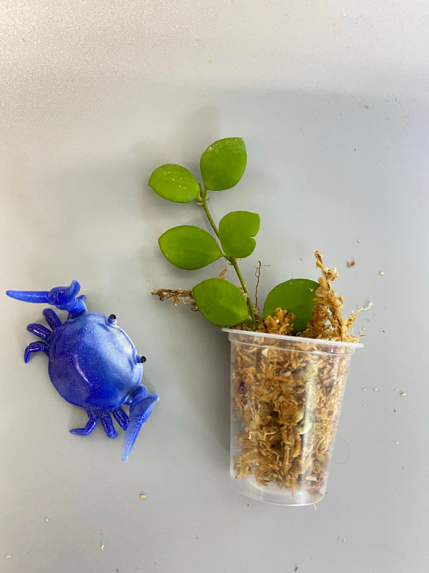 Hoya heuschkeliana pink - Unrooted