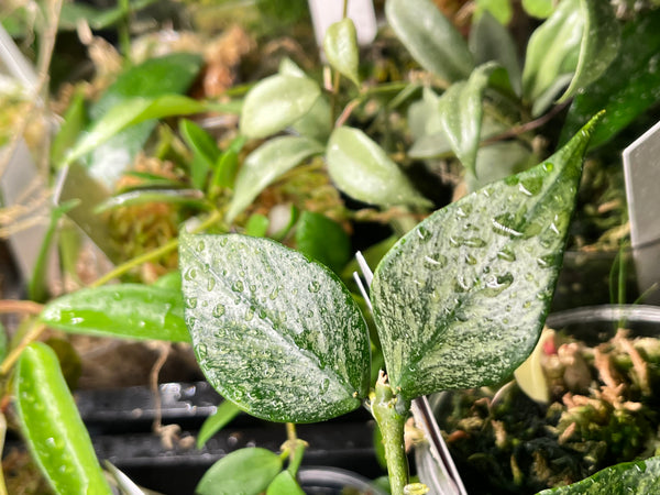 Hoya polyneura broget - fresh cut - Unrooted